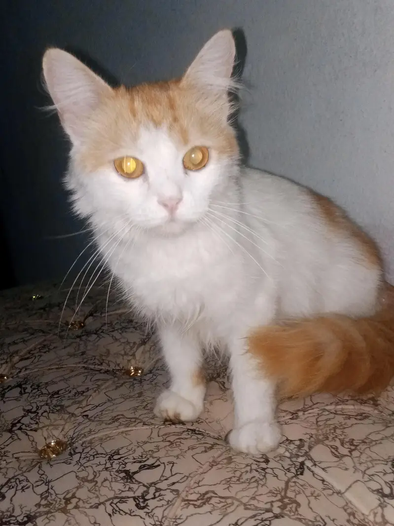 orange plus white color persian cat for sale — photo 3