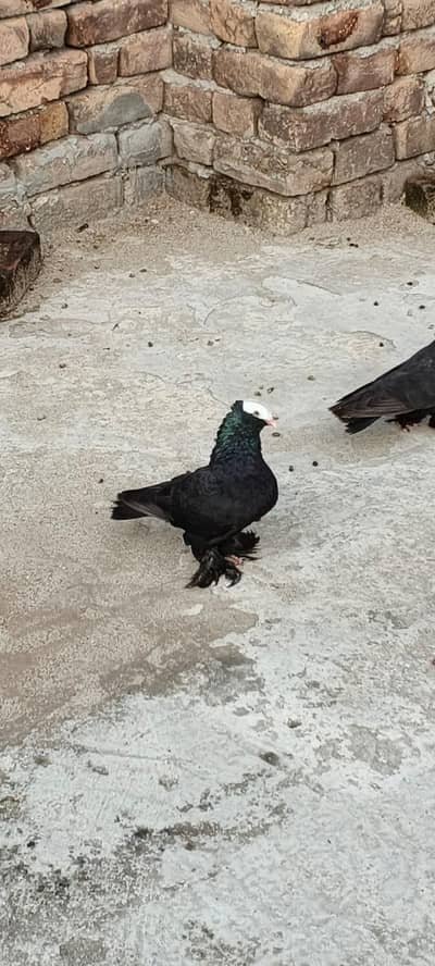 Black Mukhi Long Pamoz Breeder Pair