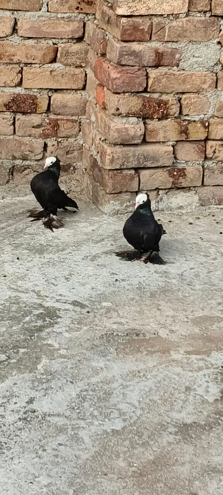 Black Mukhi Long Pamoz Breeder Pair — photo 2