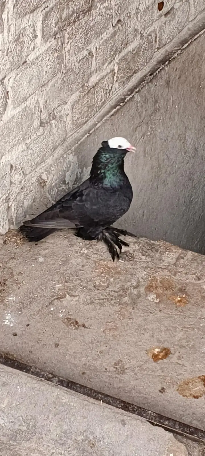 Black Mukhi Long Pamoz Breeder Pair — photo 3