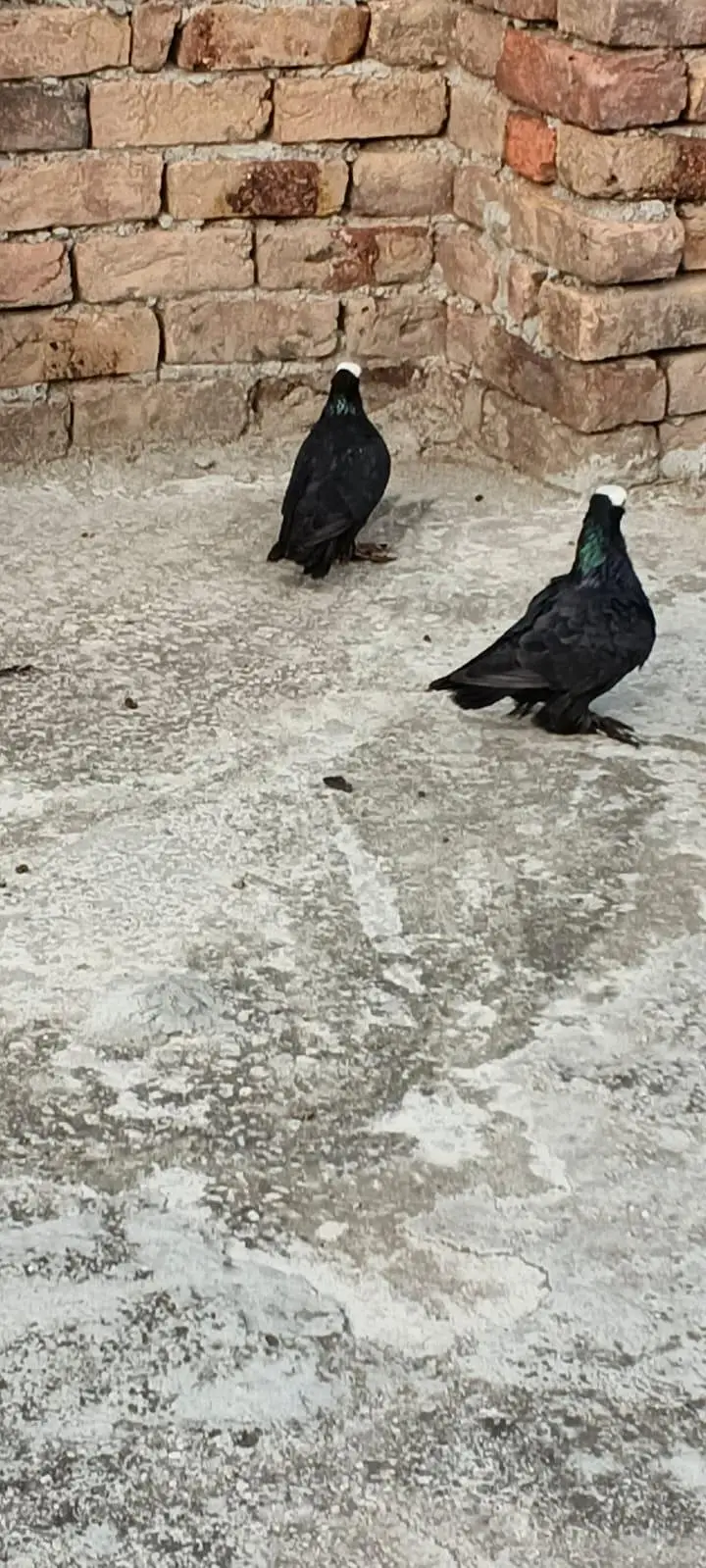 Black Mukhi Long Pamoz Breeder Pair — photo 4