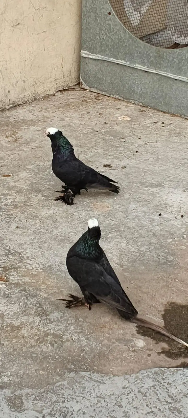 Black Mukhi Long Pamoz Breeder Pair — photo 6
