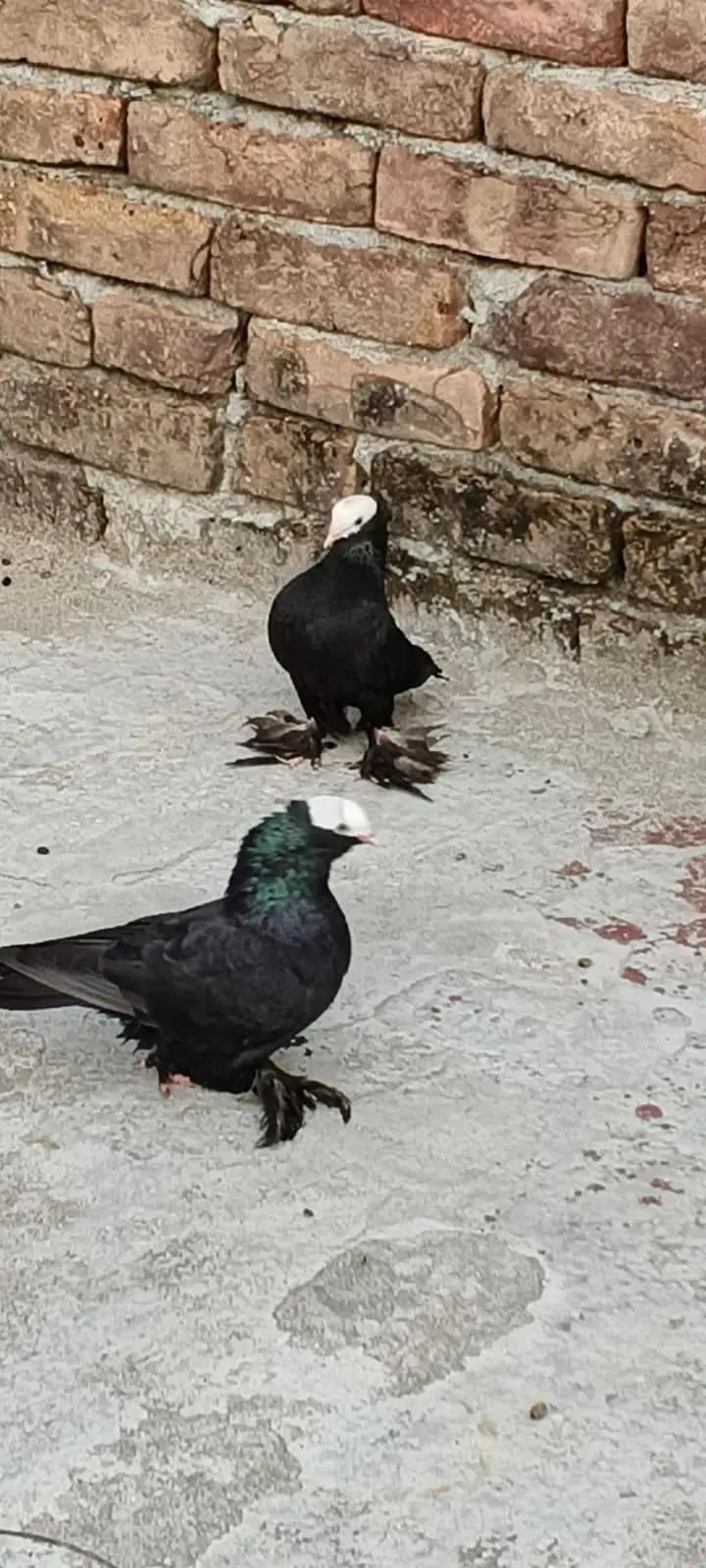 Black Mukhi Long Pamoz Breeder Pair — photo 7