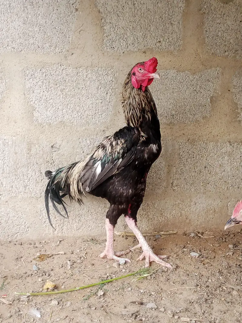 hen cock urgent sale
