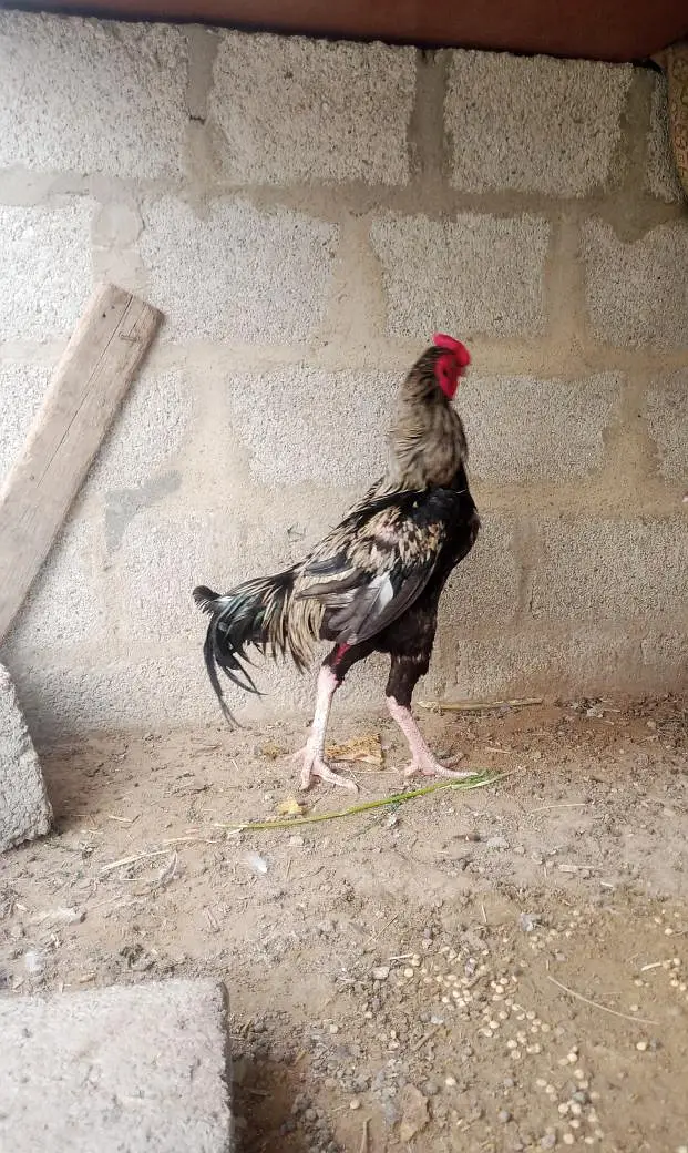 hen cock urgent sale — photo 2