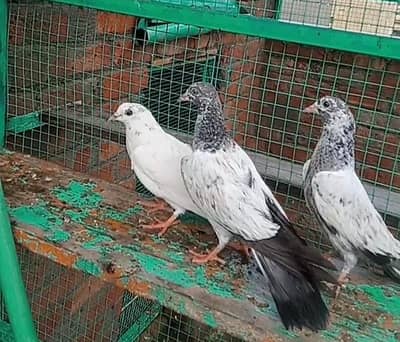 1000 pr croos baby pigeons. . 03259426356 only what's up