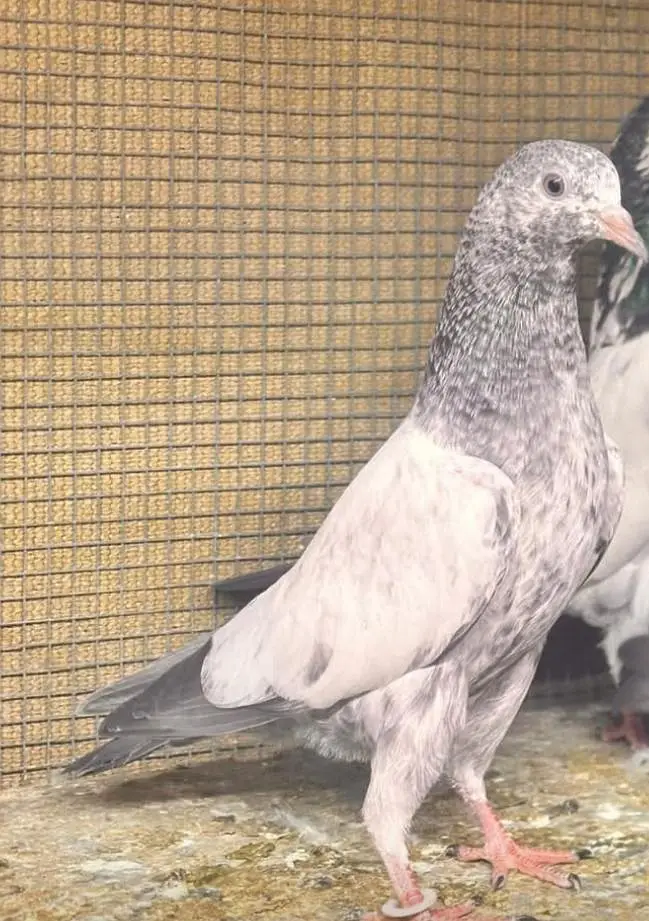 1000 pr croos baby pigeons. . 03259426356 only what's up — photo 2
