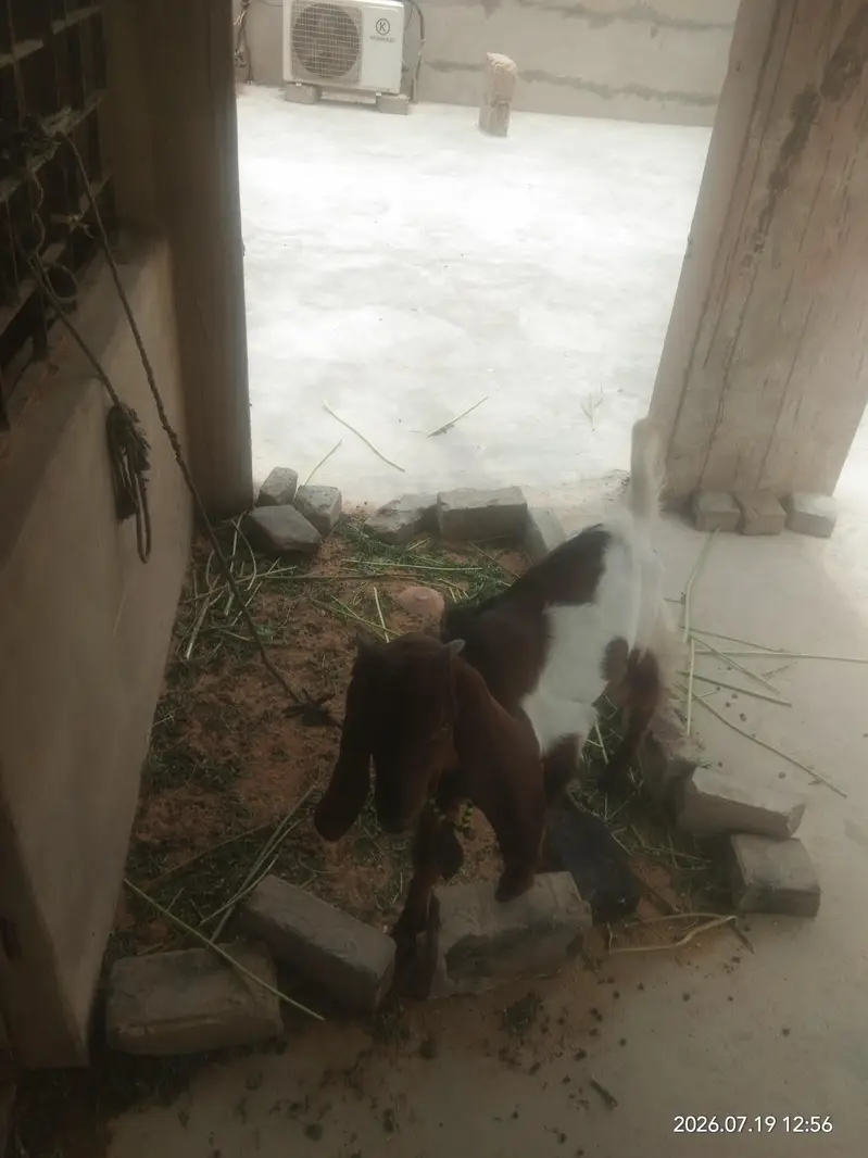 mashallah bohot pyara pair hai — photo 4