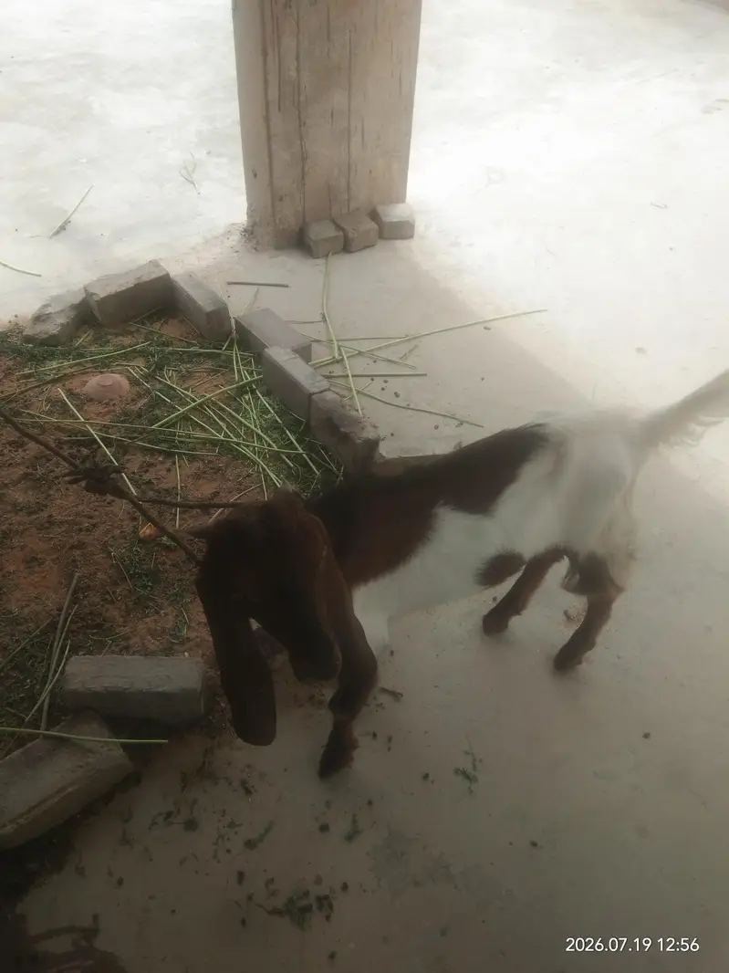 mashallah bohot pyara pair hai — photo 5