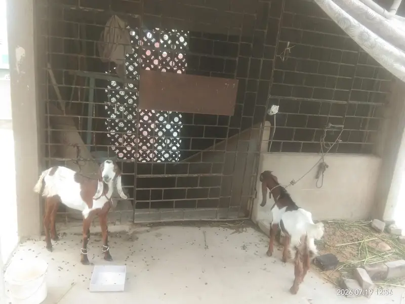 mashallah bohot pyara pair hai — photo 6