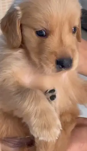 Quality Golden retriever | imported puppies | Pure retriever puppy