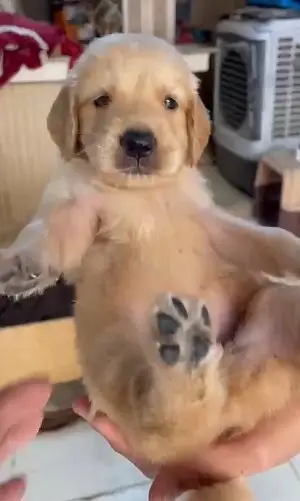 Quality Golden retriever | imported puppies | Pure retriever puppy — photo 2