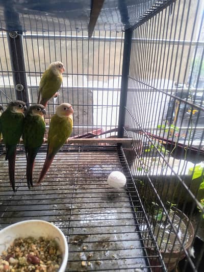 pineapple conure Green chick all pairot