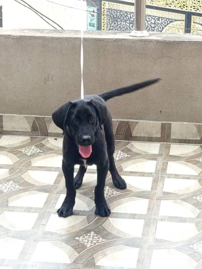 black imported labrador dog