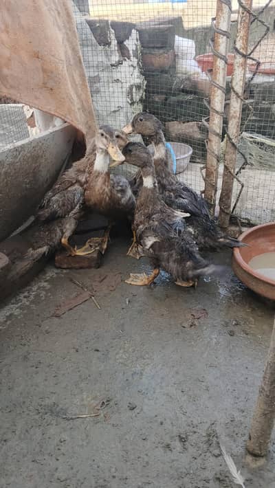 duck baby exchange also possible with another pet