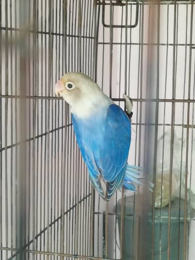 Violet Opaline / PF