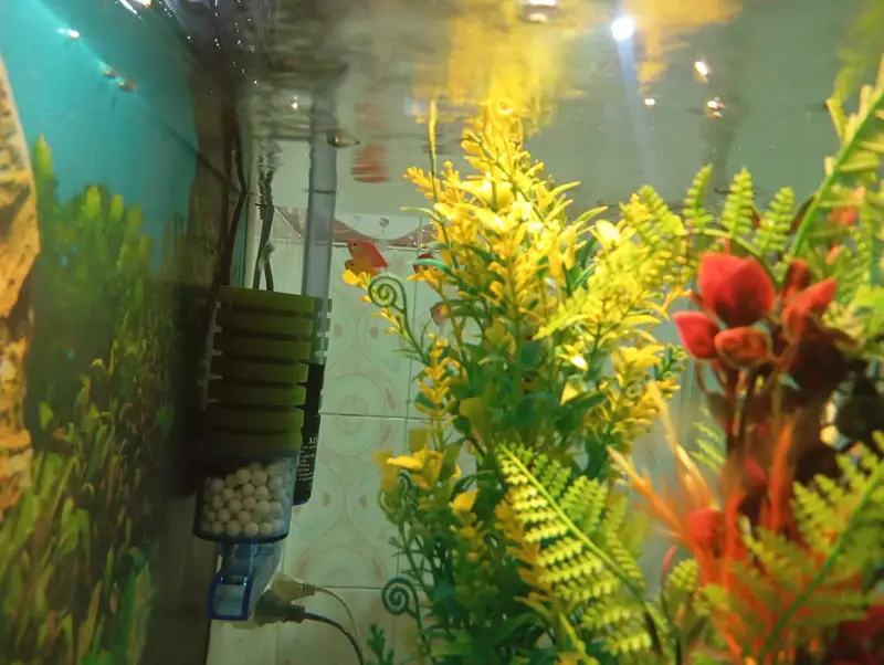 Premium Glass Aquarium 2ft x 1.5ft x 1ft – Excellent Condition — photo 2