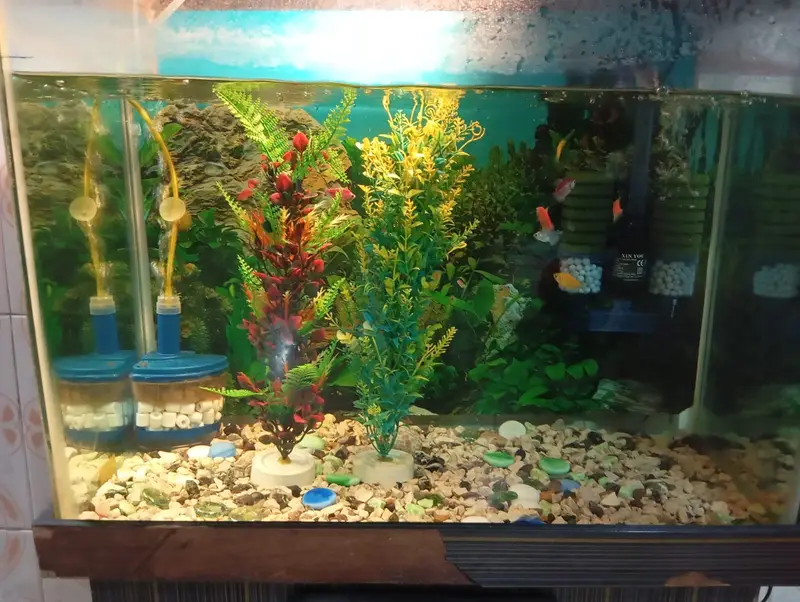 Premium Glass Aquarium 2ft x 1.5ft x 1ft – Excellent Condition — photo 3