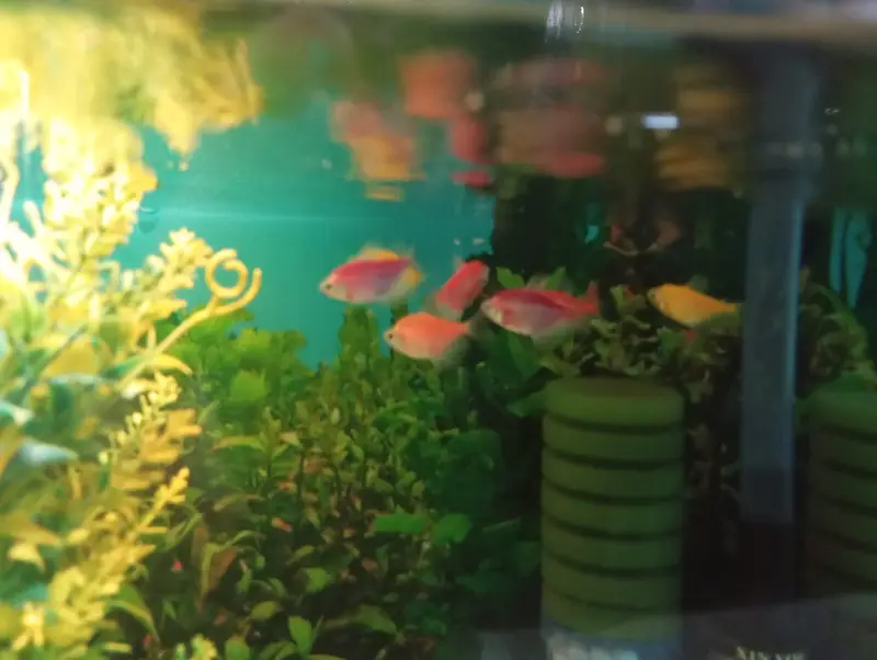 Premium Glass Aquarium 2ft x 1.5ft x 1ft – Excellent Condition — photo 4