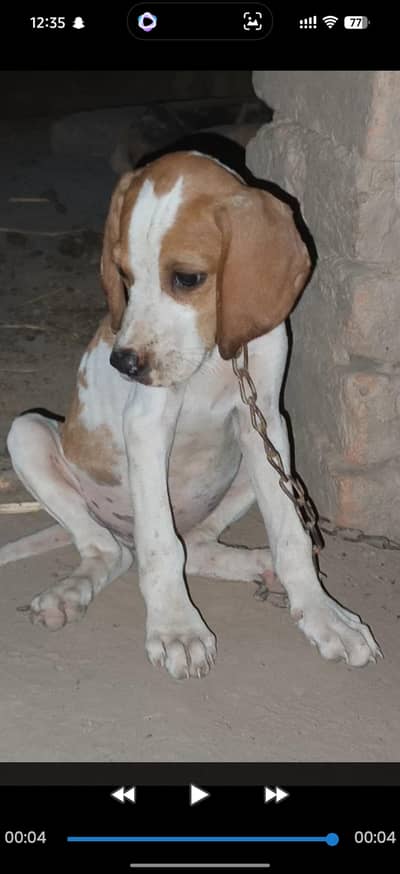 English pointer male pup for sale out class blood line