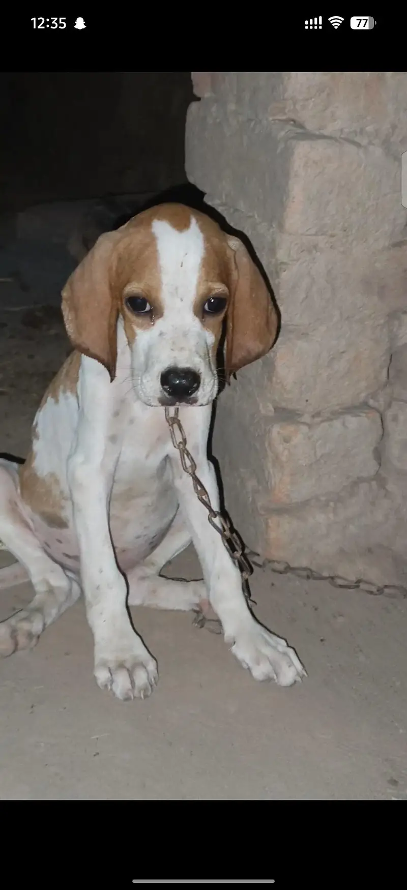 English pointer male pup for sale out class blood line — photo 2