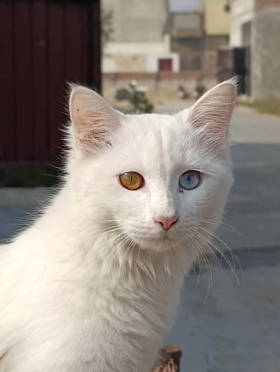 two colour eyes, persian cat for sale in dgkhan