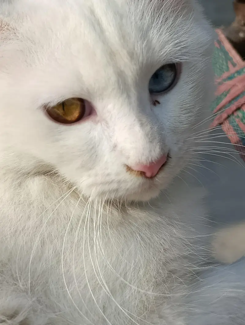 two colour eyes, persian cat for sale in dgkhan — photo 2