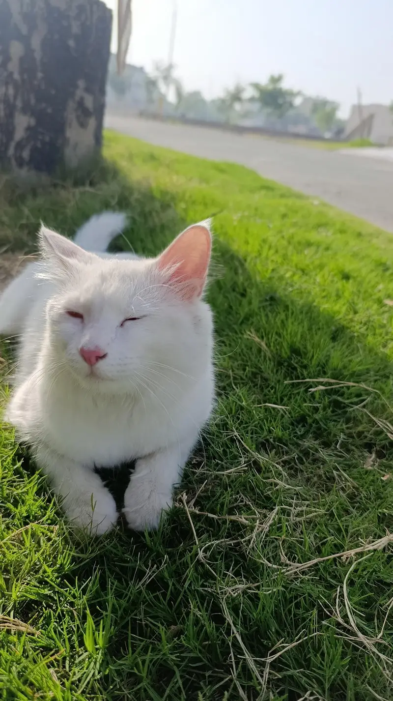 two colour eyes, persian cat for sale in dgkhan — photo 3