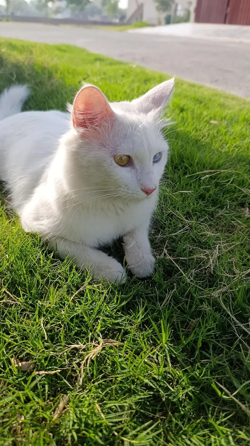 two colour eyes, persian cat for sale in dgkhan — photo 4