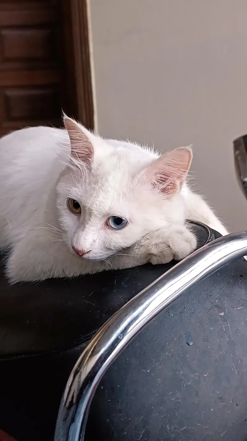 two colour eyes, persian cat for sale in dgkhan — photo 5