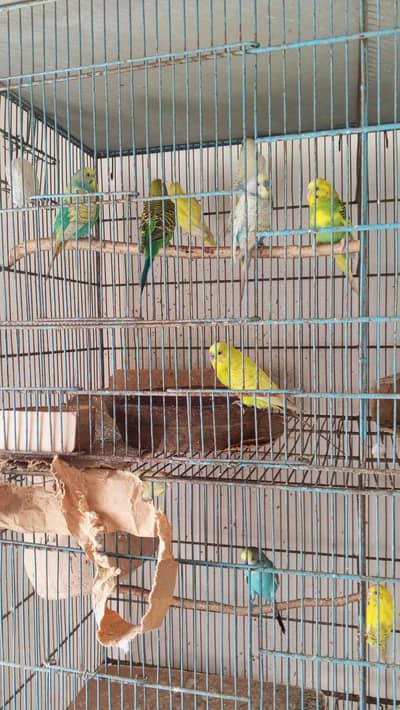 budgies sale kr rha hn 500 pair