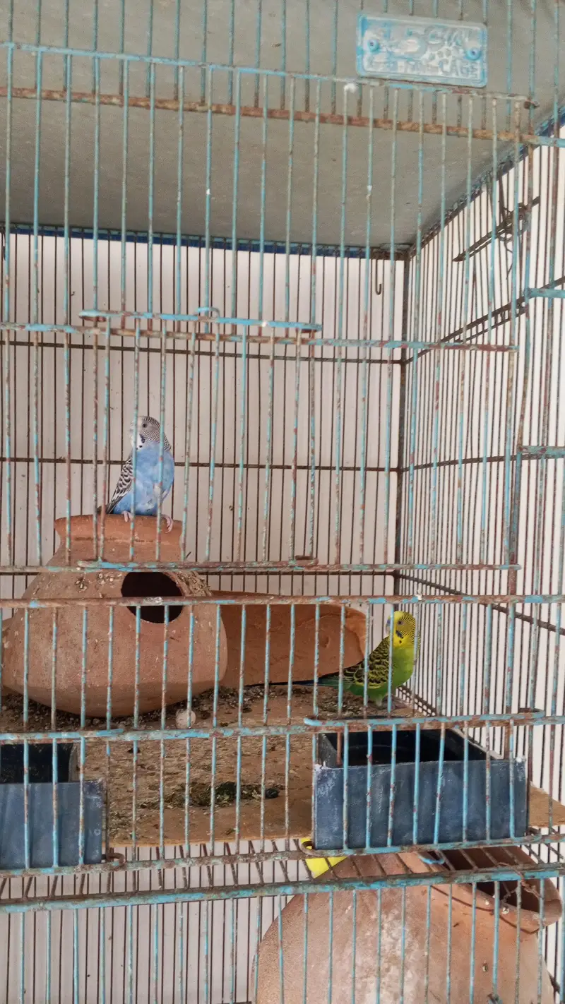 budgies sale kr rha hn 500 pair — photo 2