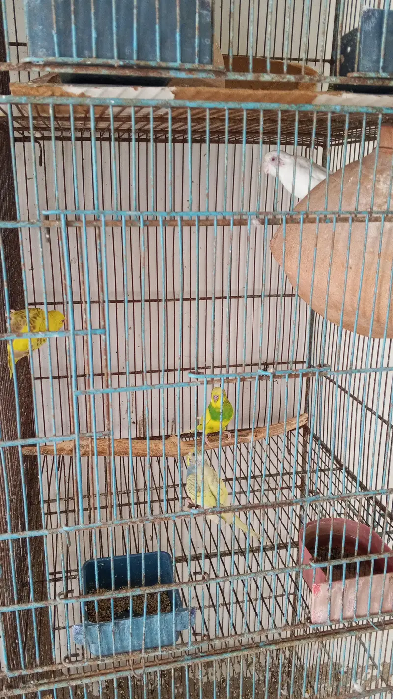 budgies sale kr rha hn 500 pair — photo 3