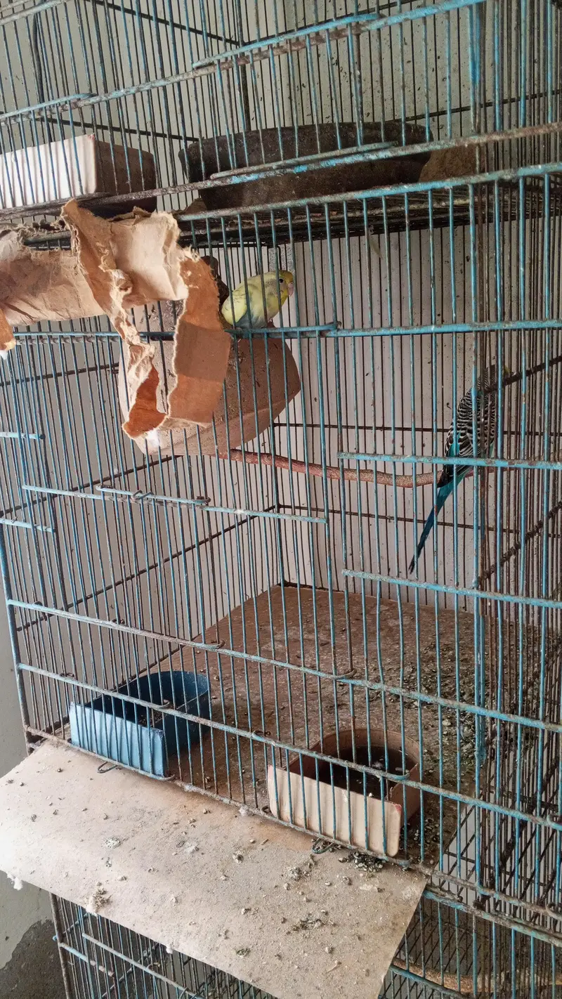 budgies sale kr rha hn 500 pair — photo 4