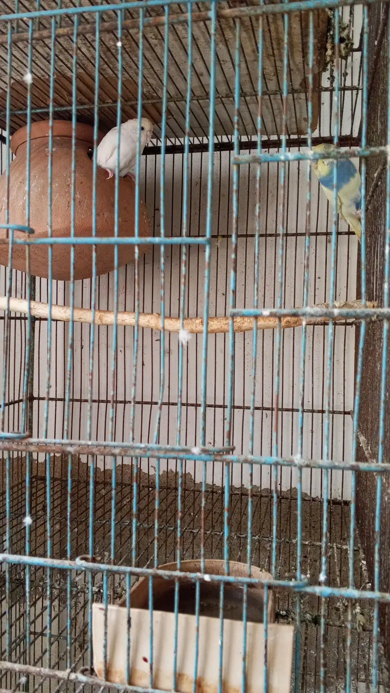 budgies sale kr rha hn 500 pair — photo 5