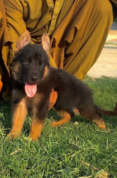 German Shepherd two month for sale