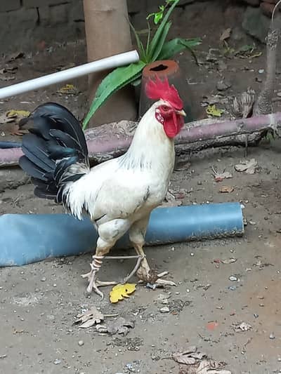 Desi Murgha white
