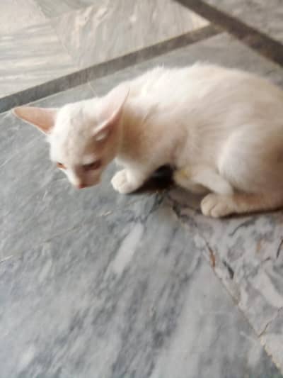 cat sale