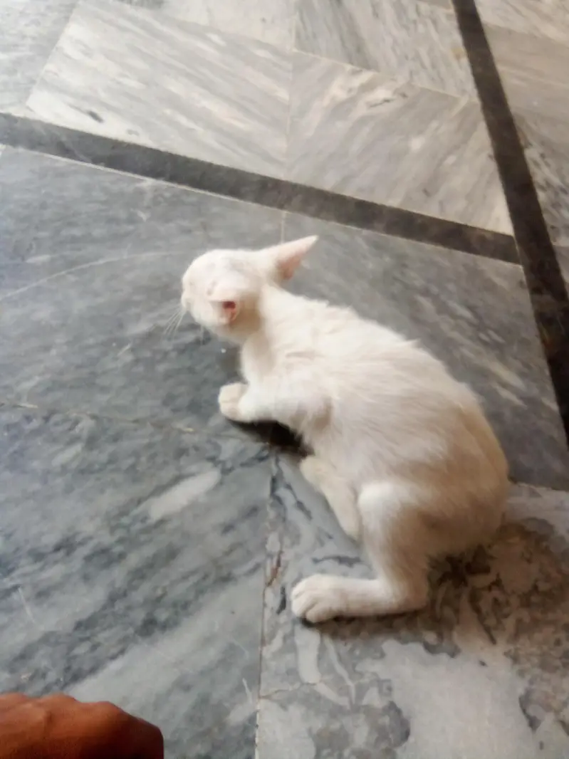 cat sale — photo 2