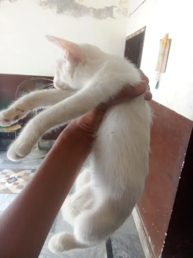 cat sale — photo 3