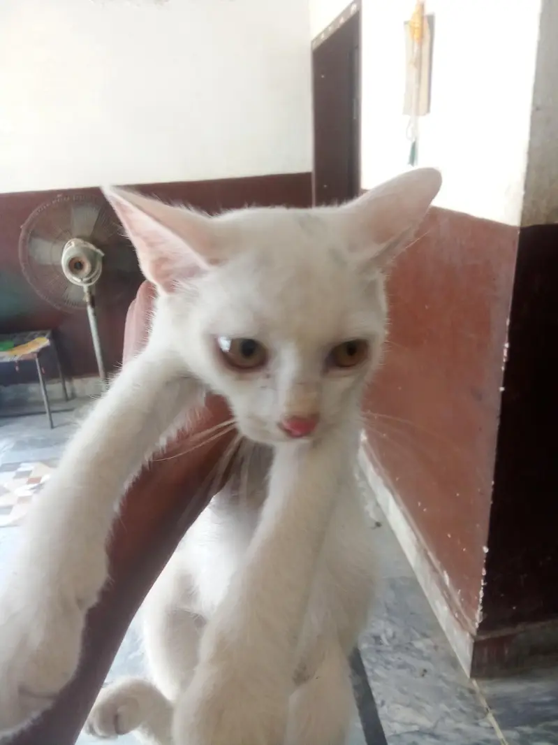 cat sale — photo 4