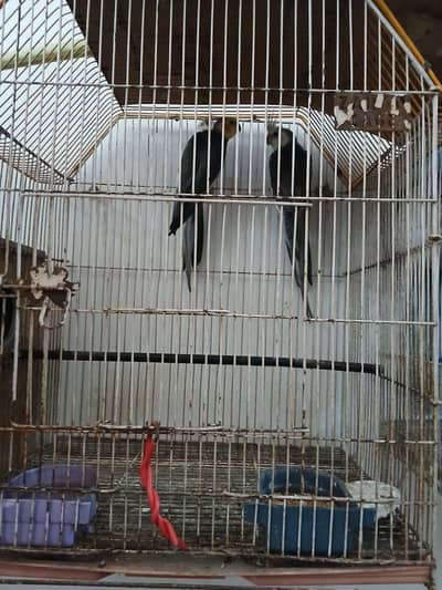 cocktail parrots pair with cage