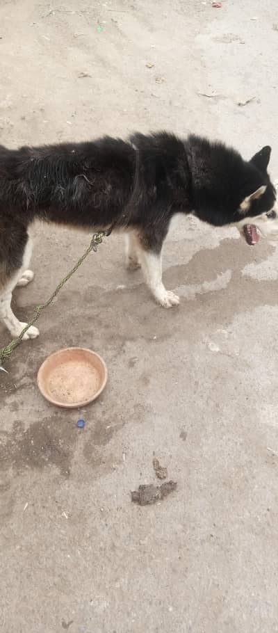 I provided Siberian huskey