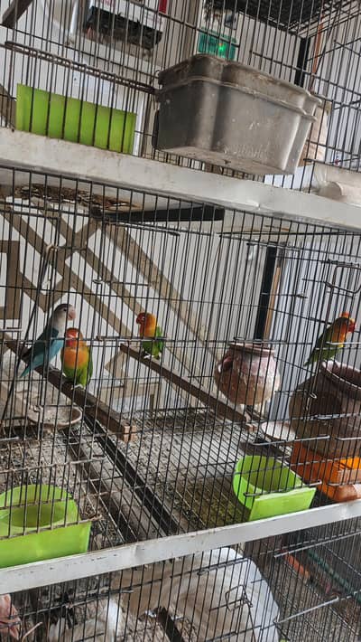 lovebirds paire urgent sell serious hi rabta kry