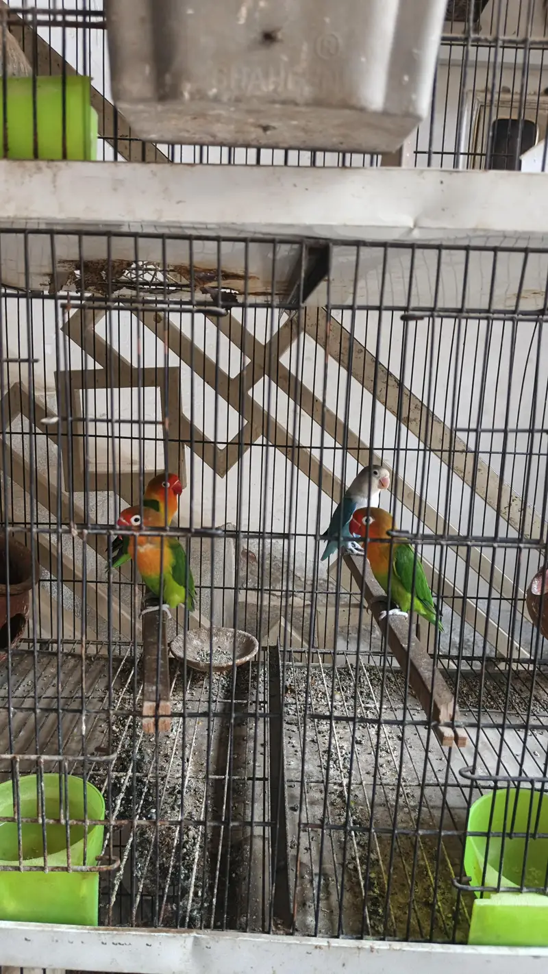 lovebirds paire urgent sell serious hi rabta kry — photo 2