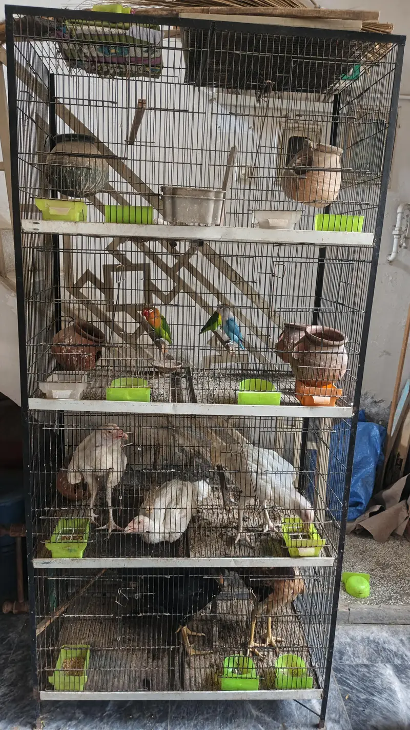 lovebirds paire urgent sell serious hi rabta kry — photo 3