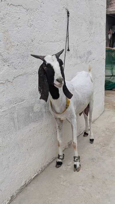 goat for sale!!!!