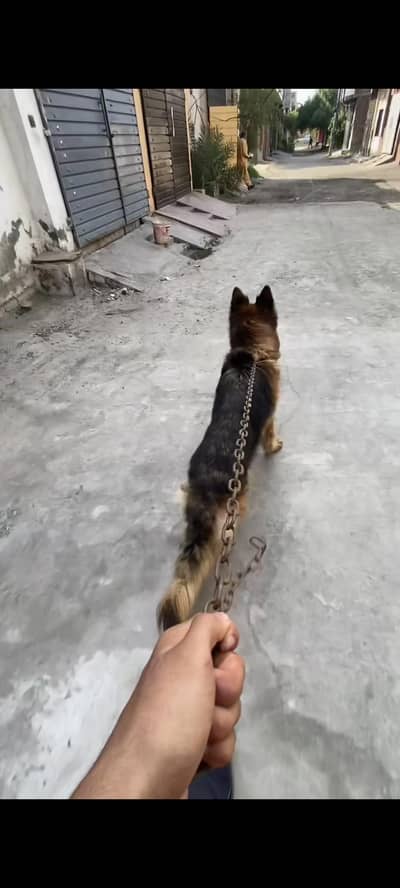 german shepherd long coat