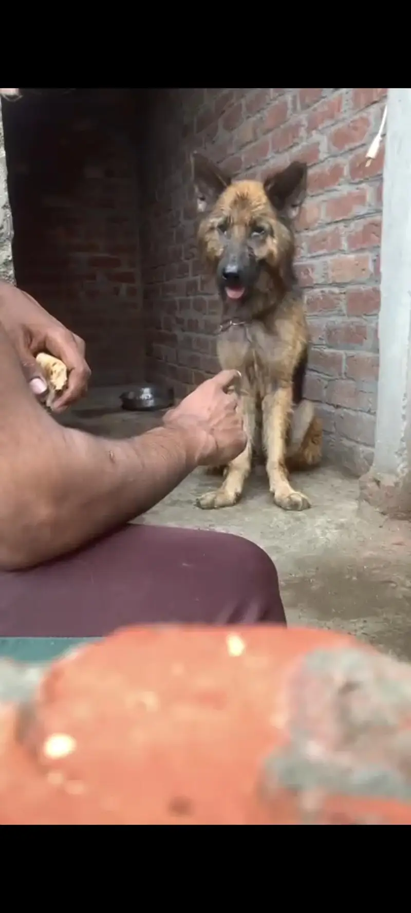 german shepherd long coat — photo 2