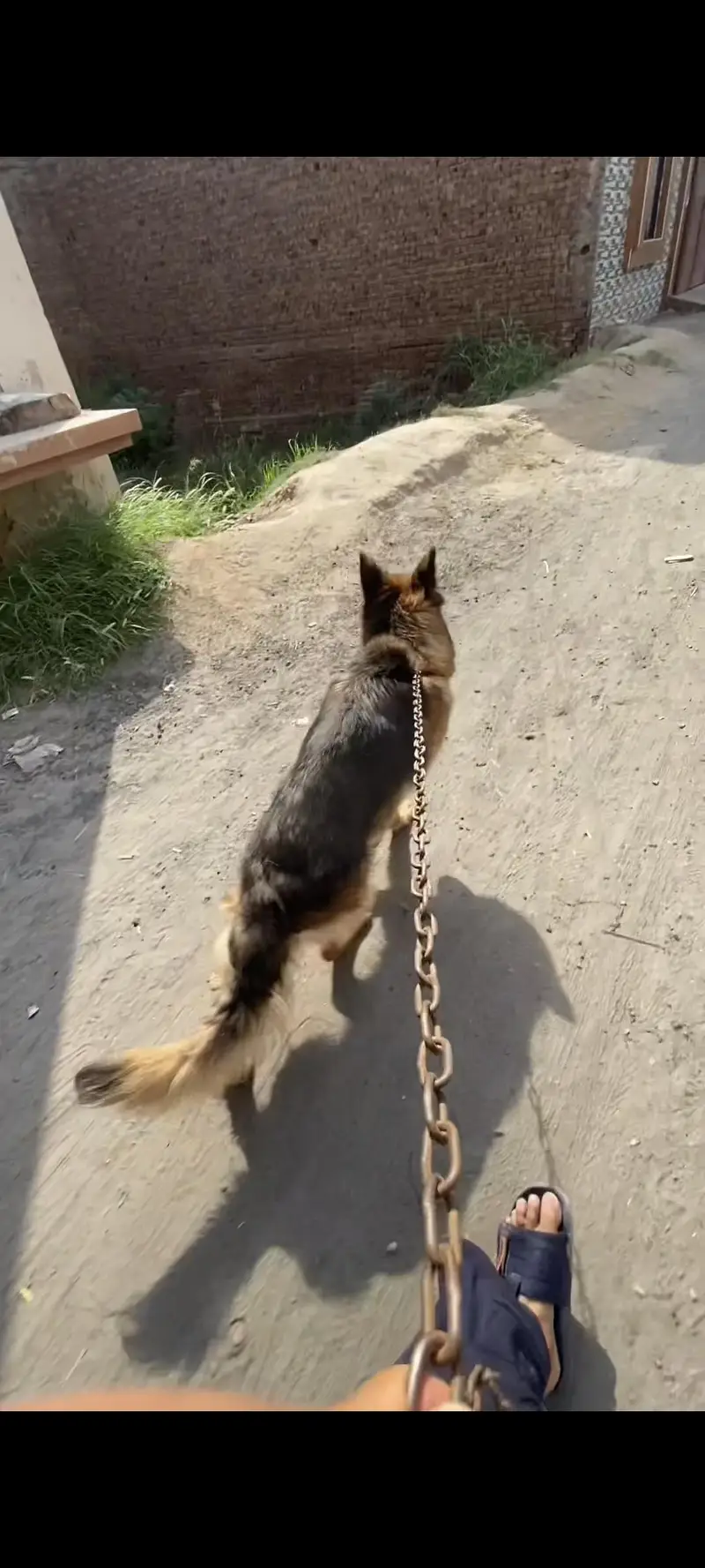german shepherd long coat — photo 3